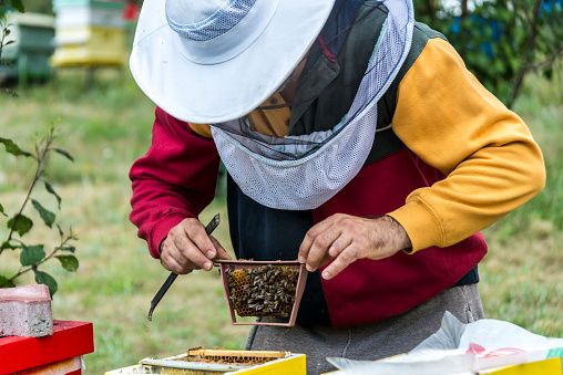 A beekeeper creates new bee families