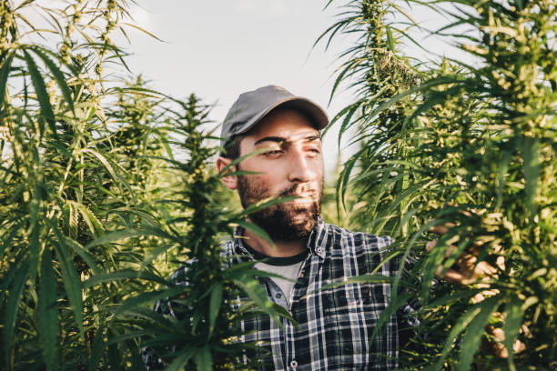 istock Male Scientist Examining Hemp Field 1257859824