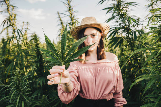 jeune scientifique féminin prenant soin d’une culture médicale de marijuana - ion photos et images de collection