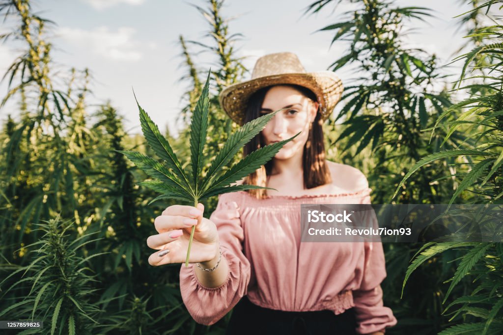 Young female scientist taking care for a medical marijuana cultivation Cannabis Plant Stock Photo