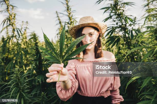 Young Female Scientist Taking Care For A Medical Marijuana Cultivation Stock Photo - Download Image Now