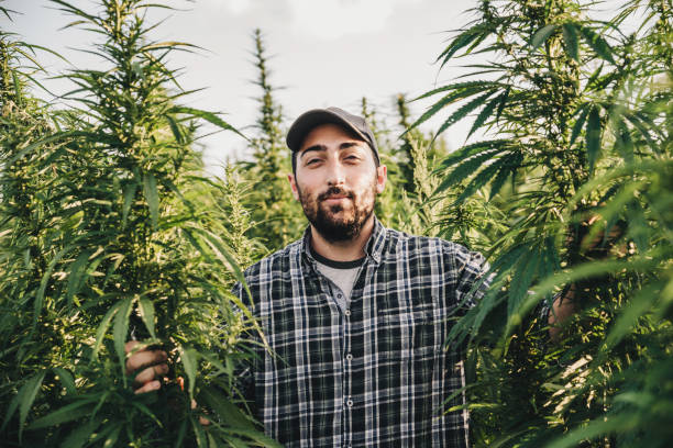 istock Male Scientist Examining Hemp Field 1257859826