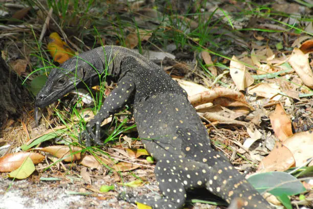 Close up of a wild exotic, large Lace Monitor Lizard preparing to climb a tree near Frasier island on the East coast of Australia. Note the tongue movement.