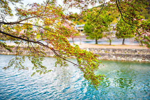 Traditional village town with foreground of hanging green maple tree branch along river in spring at Uji, Japan city