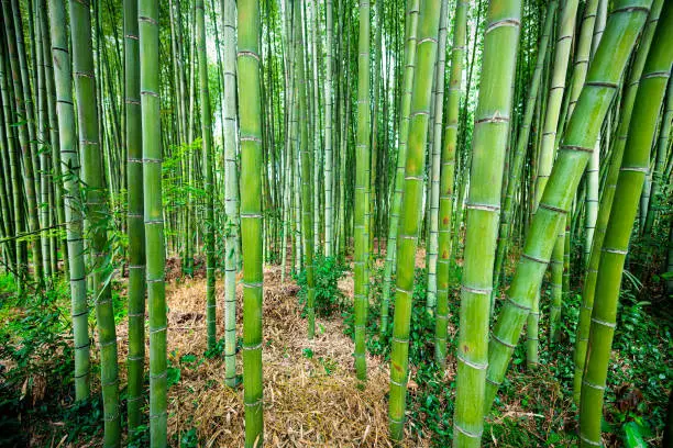 Kyoto, Japan Arashiyama bamboo forest park pattern of many plants on spring day with green foliage color in Daikakuji temple