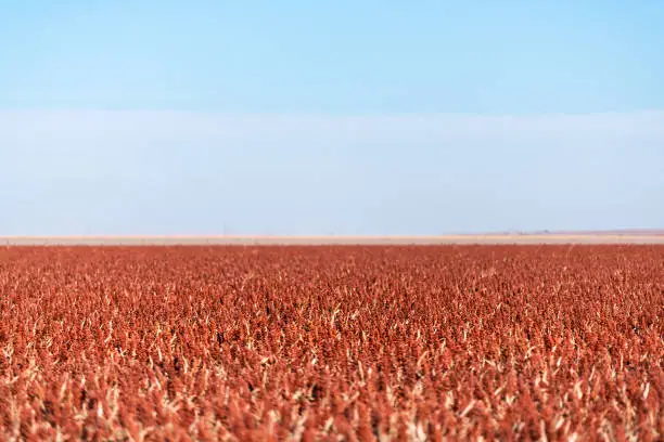 Kansas countryside rural country with farmland farm field in autumn fall season of dry Sorghum bicolor milo flowers crop grain with blue sky and horizon