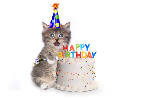 istock Kitten on White With Birthday Cake Celebration 1257861060