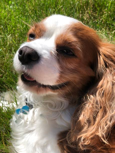 istock Cute Cavalier King Charles Spaniel Dog Puppy 1257861105