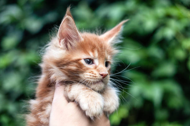 istock A month old maine coon kitten in hands. 1257861723