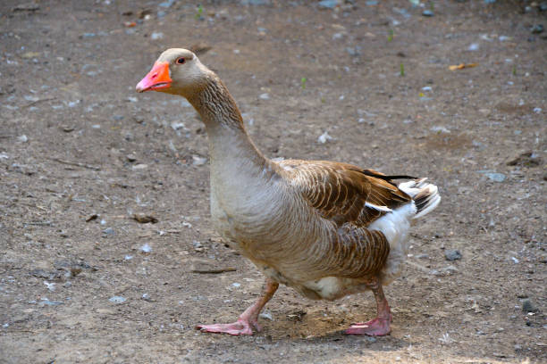 istock Geese on the farm 1257861891