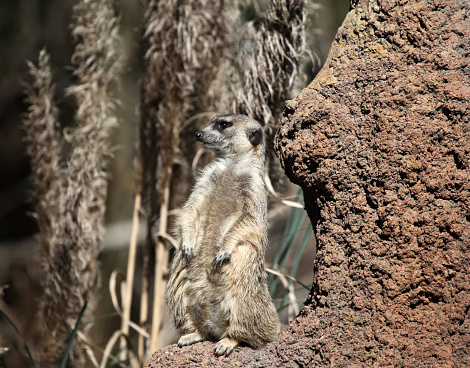 Meerkat standing on back legs on lookout. Suricata suricatta.