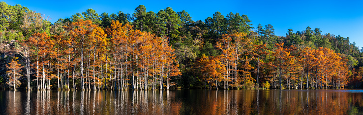 These Cypress  trees were photographed on the Mountain Fork River in Beavers Bend State Park, Oklahoma