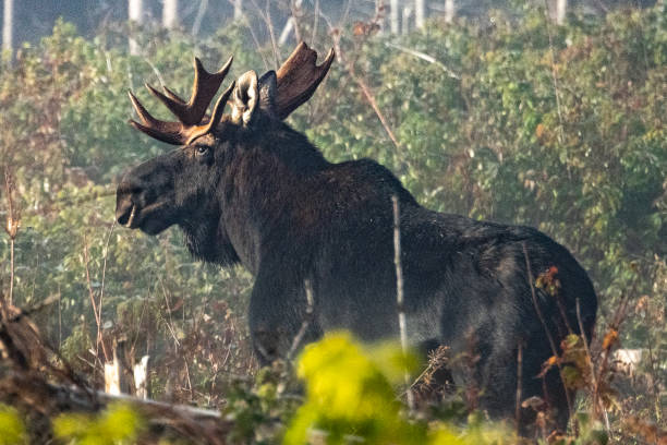 maine moose maine moose hiding by tree bull moose stock pictures, royalty-free photos & images