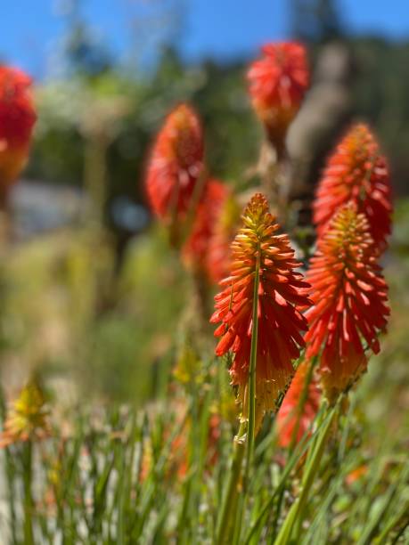 istock Flowers of the coast 1257864905