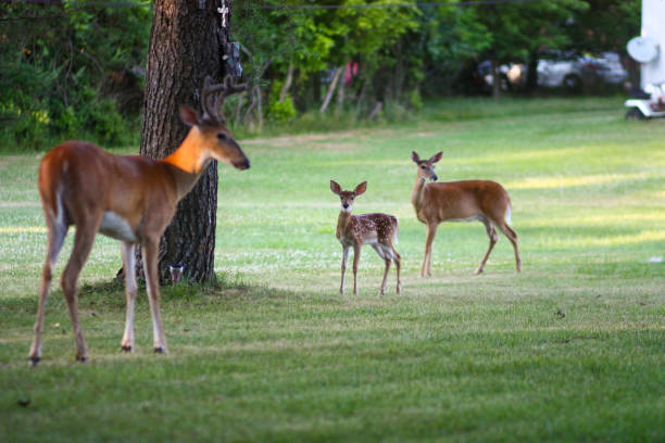 istock deer family in yard 1257866055