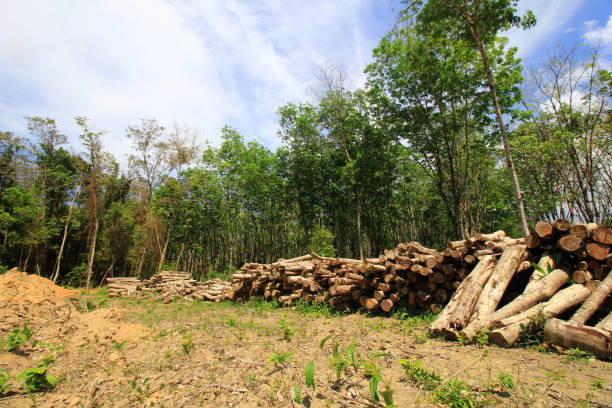 삼림 벌채. 열대 우림을 줄입니다. - aerial view lumber industry oil tropical rainforest 뉴스 사진 이미지