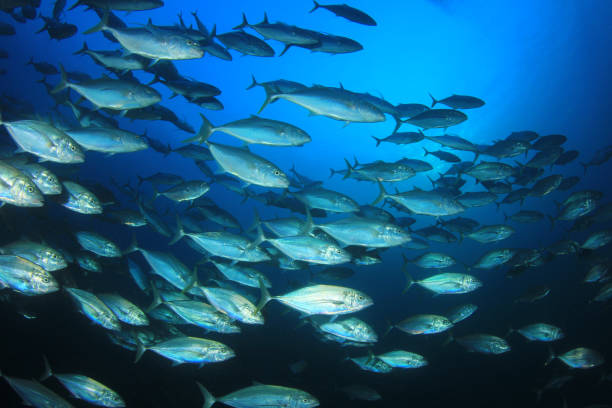 수중 참치 물고기 - tuna sea underwater fish 뉴스 사진 이미지