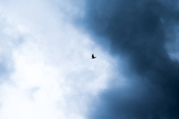 Conceptual image of a bird flying from the dark cloud to lighter area