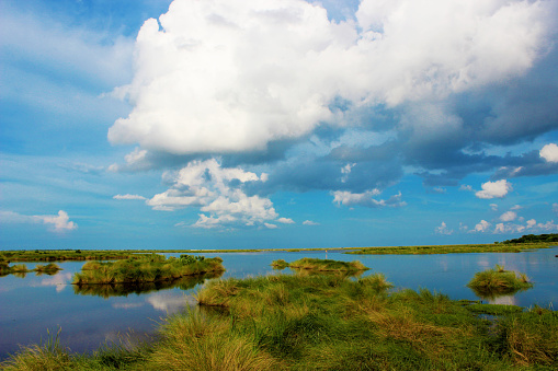 Scenic photograph of Bayou Sauvage in New Orleans, Louisiana