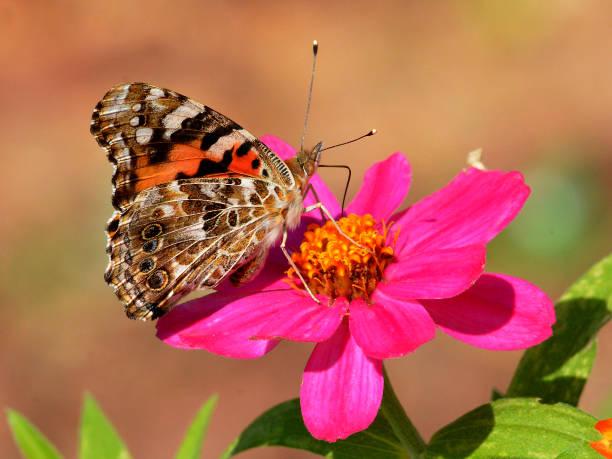 istock Painted lady butterfly feeding 1257870173