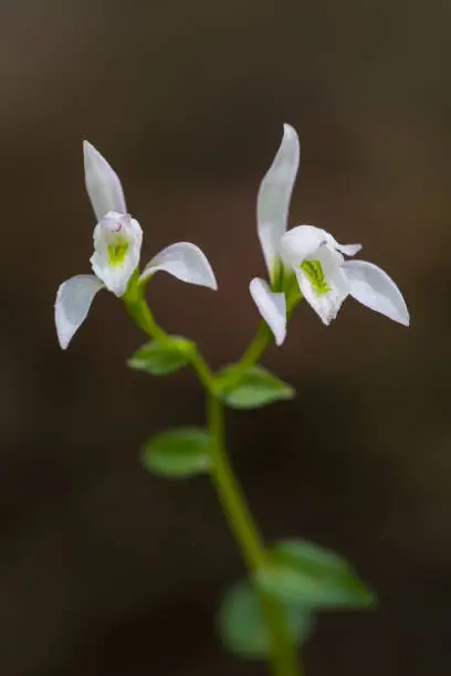 This Three-birds orchid was photographed in McCurtain County, Oklahoma.