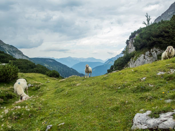 istock Seebensee and Drachensee near Ehrwald in Tyrol 1257871601