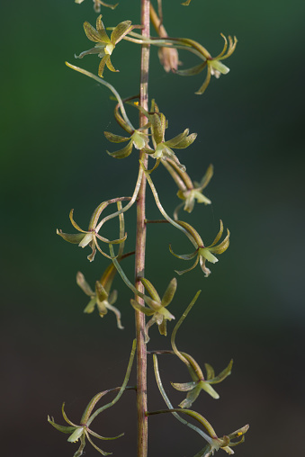 This Crane-fly Orchid was photographed in McCurtain County, Oklahoma.