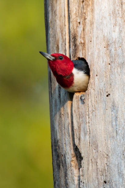 istock Red-Headed Wookpecker, Lee Creek Park, Van Buren, AR 1257872174