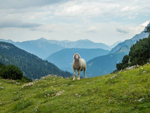 istock Seebensee and Drachensee near Ehrwald in Tyrol 1257872222