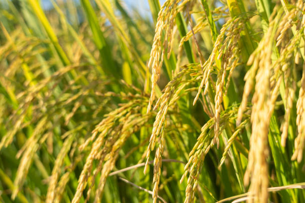 istock Dropping ears of rice paddy in the sun 1257872262