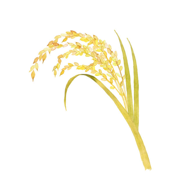 ilustrações, clipart, desenhos animados e ícones de planta de arroz aquarela - rice white rice backgrounds cereal plant