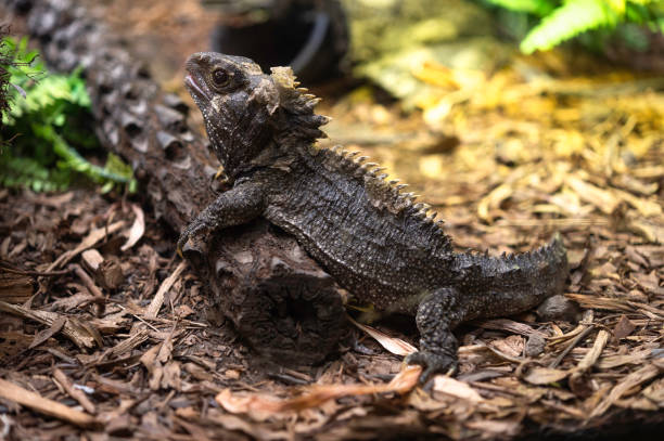 istock New Zealand Tuatara Reptile 1257875563