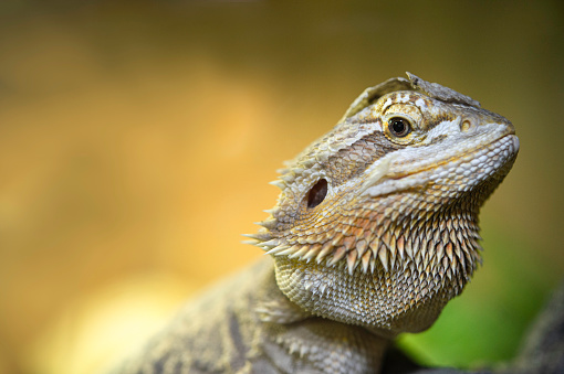 the head of a bearded dragon which when photographed looks very dashing and scary