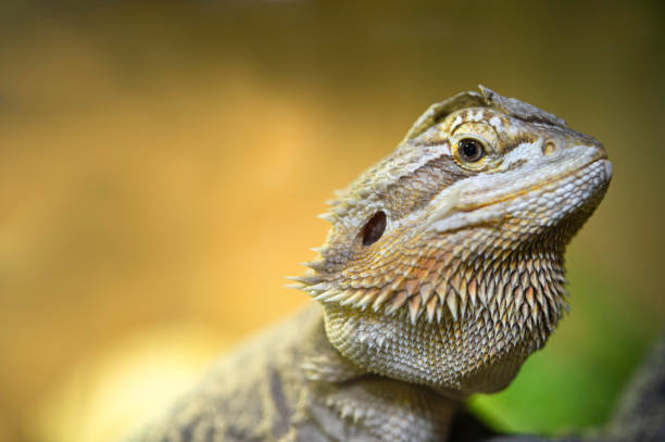 Australian Bearded Dragon stock photo
