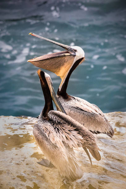 istock Two Pelicans at the Coast 1257875600