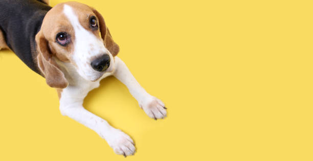 istock beagle dog on yellow background in studio. 1257876769