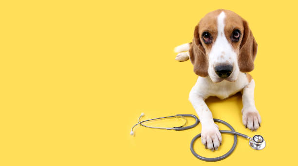 istock beagle dog with stethoscope as veterinarian on yellow background in studio. 1257876786