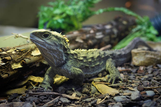 istock New Zealand Tuatara Reptile 1257876830