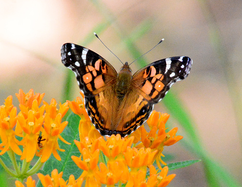 American lady butterfly feeding on butterfly weed in Oklahoma.
