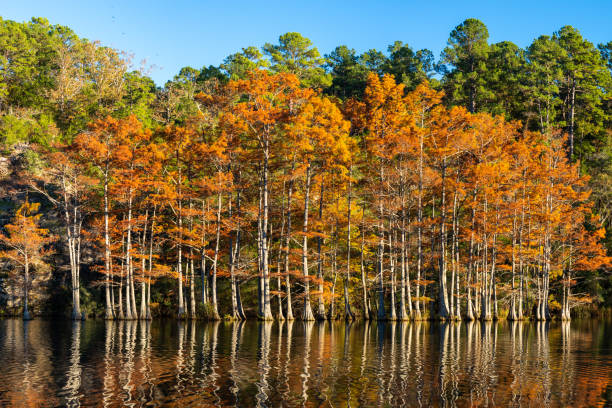 Autumn Bald Cypress Trees and Reflections, Beavers Bend State Park stock photo