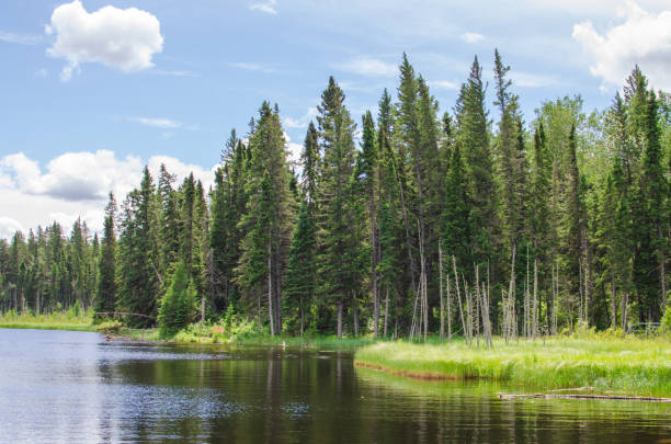 lago kinosao na trilha kinosao no parque nacional riding mountain, manitoba, canadá - canada landscape manitoba lake - fotografias e filmes do acervo