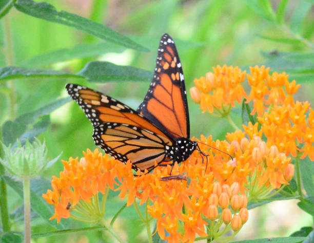 istock Monarch butterfly on milkweed 1257878163