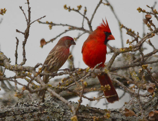 istock Northern cardinal couple 1257878979