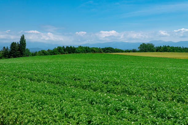 istock Scenery of Biei in summer, Hokkaido 1257879007