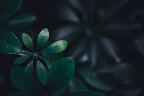 istock Selective focus closed up tropical summer green leaf background with sunlight. 1257879610