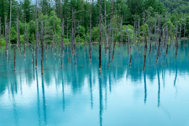 istock Scenery of Biei in summer, Hokkaido 1257879681
