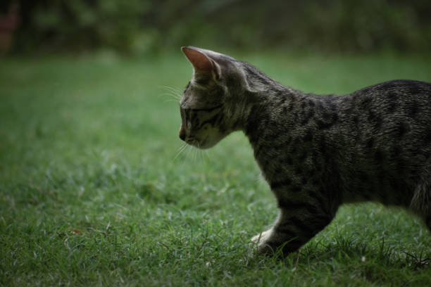 istock A closeup photograph of a playing Kitten. 1257879734