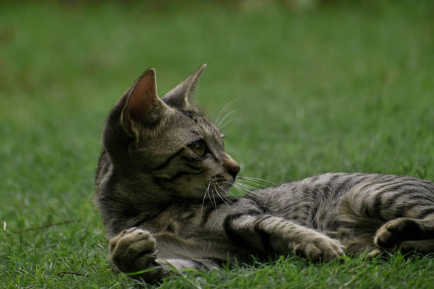 istock A closeup photograph of a playing Kitten. 1257880573