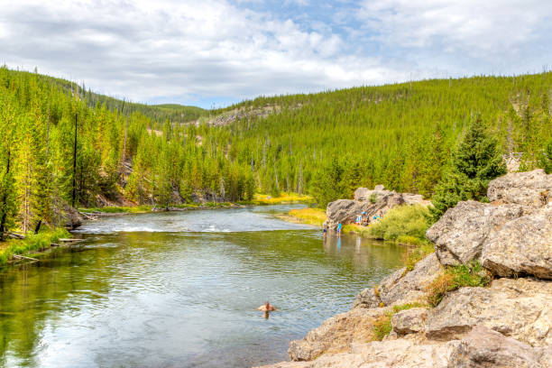 natation dans la rivière firehole dans le parc national de yellowstone - firehole river photos et images de collection