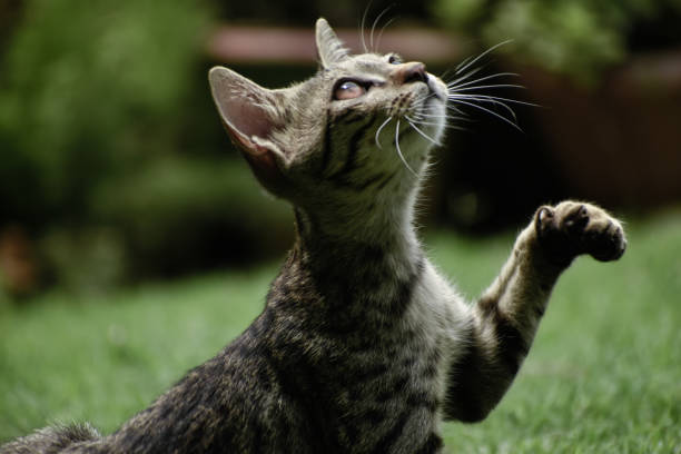 istock A closeup photograph of a playing Kitten. 1257881488